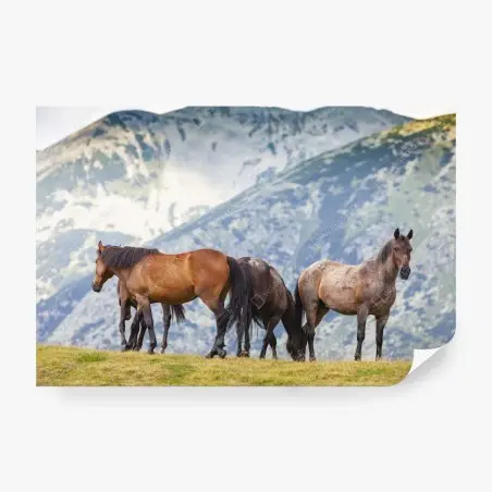 Fotomural manada de caballos en pradera de montaña – Pixers®