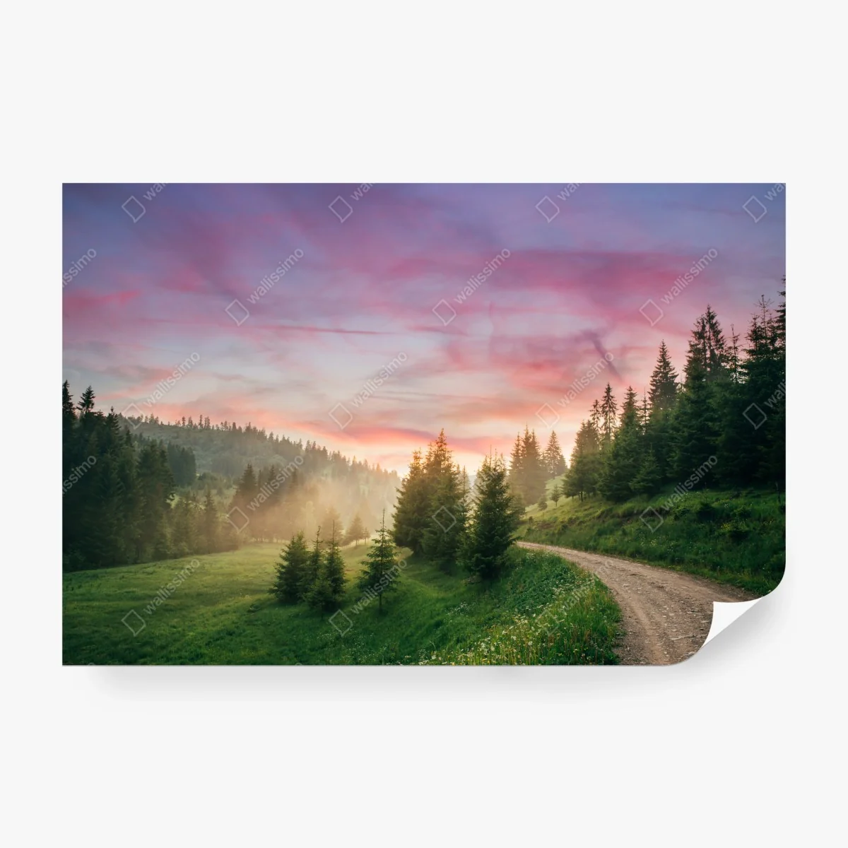 Fotomural sendero entre pinos al atardecer – Pixers®