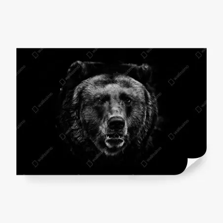Fotomural rostro de oso pardo en blanco y negro – Pixers®