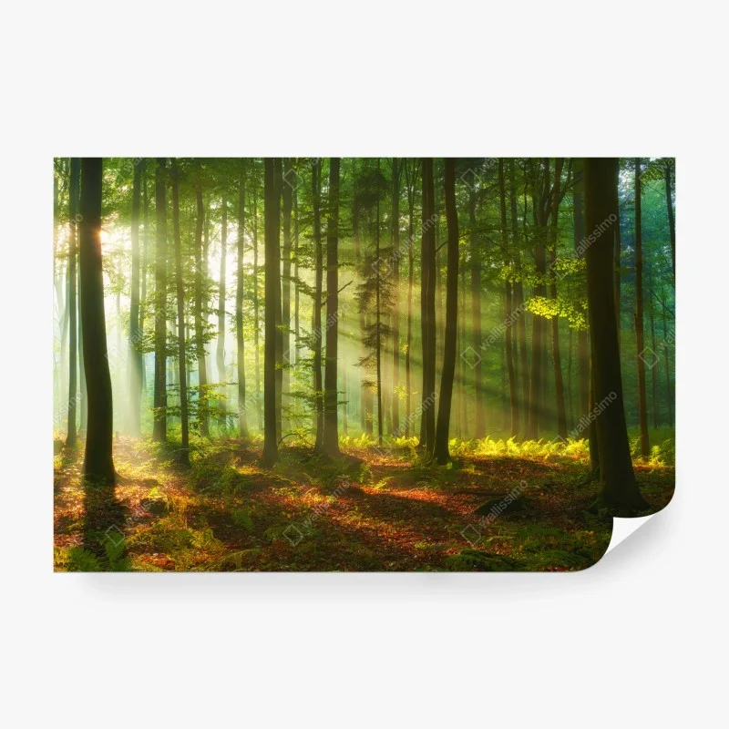 Fotomural amanecer dorado en el bosque