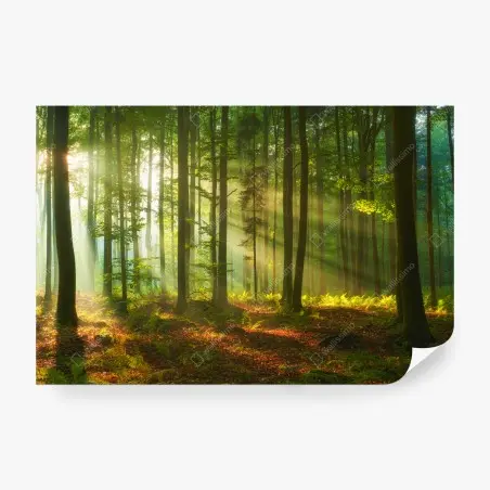 Fotomural amanecer dorado en el bosque – Pixers®