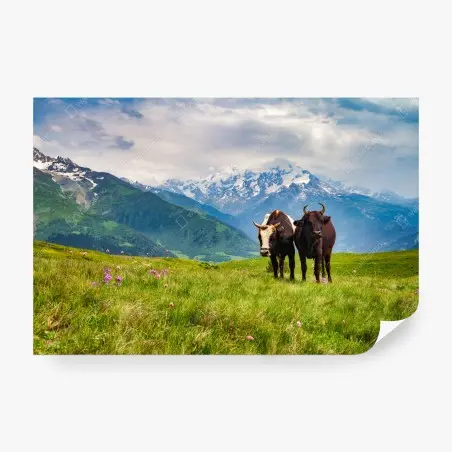 Fotomural vacas en pradera alpina frente a montañas nevadas – Pixers®