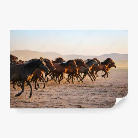 Fotomural manada de caballos yilki en libertad, Kayseri – Pixers®