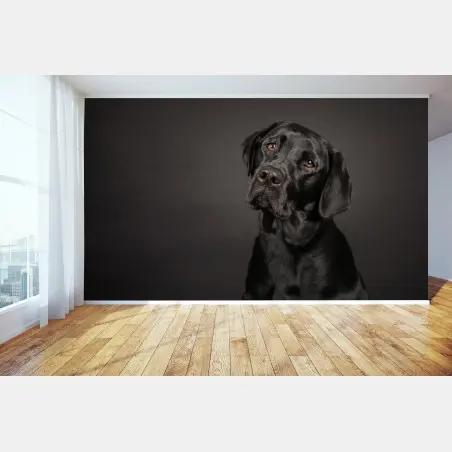 Fotomural mirada noble de labrador negro – Pixers®