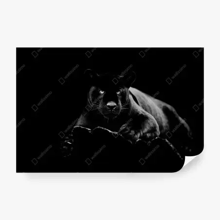 Fotomural pantera negra en penumbra – Pixers®