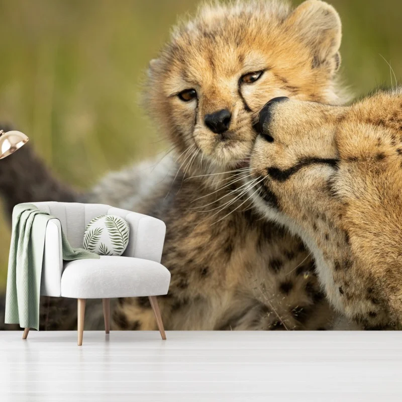 Fotomural abrazo tierno de guepardo y cría en primer plano