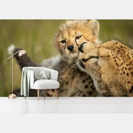 Fotomural abrazo tierno de guepardo y cría en primer plano – Pixers®