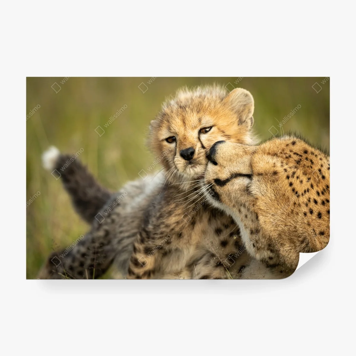 Fotomural abrazo tierno de guepardo y cría en primer plano – Pixers® Fotomural abrazo tierno de guepardo y cría en primer plano – Pixers®