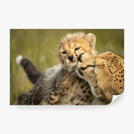 Fotomural abrazo tierno de guepardo y cría en primer plano – Pixers®