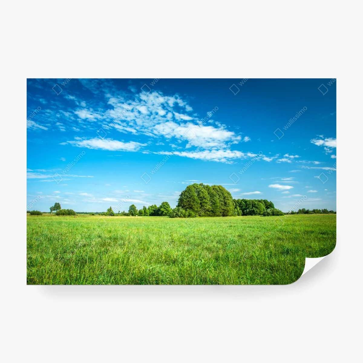 Fotomural pradera bajo cielo azul – Pixers® Fotomural pradera bajo cielo azul – Pixers®