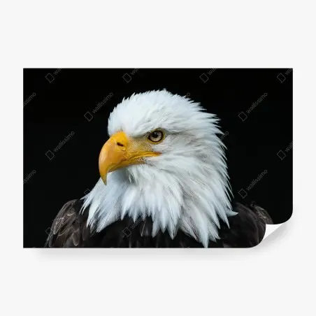 Fotomural perfil majestuoso del águila calva – Pixers®
