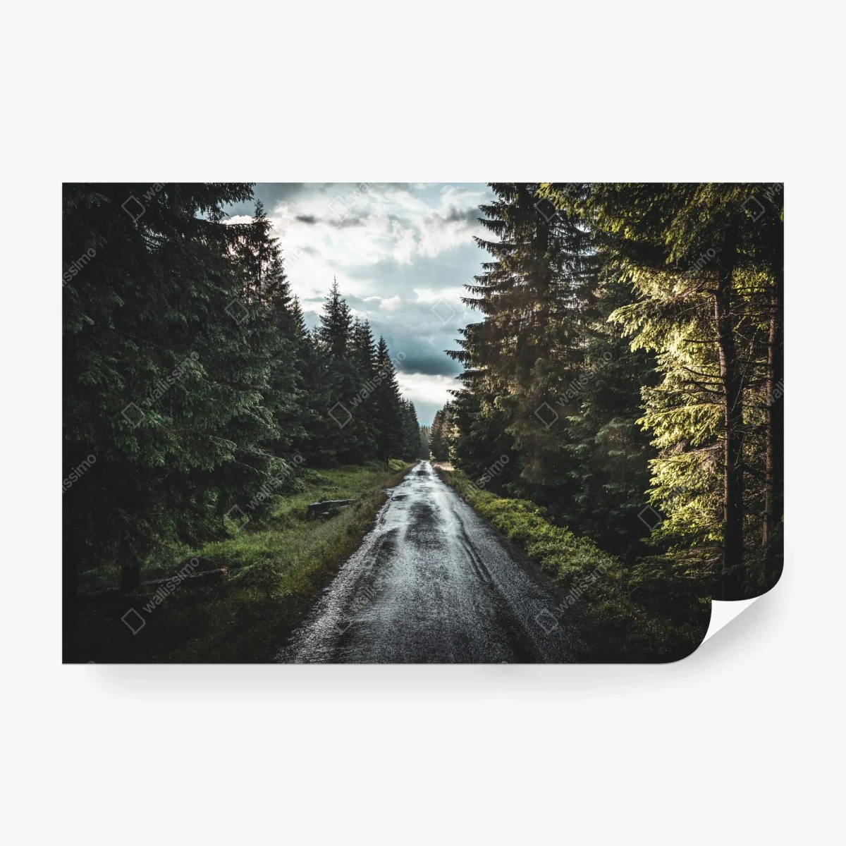 Fotomural camino lluvioso entre pinos al atardecer – Pixers®
