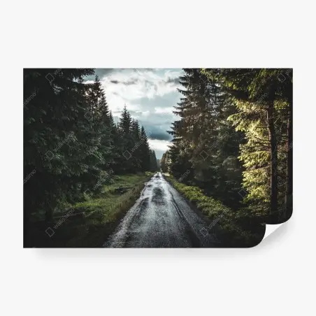 Fotomural camino lluvioso entre pinos al atardecer – Pixers®