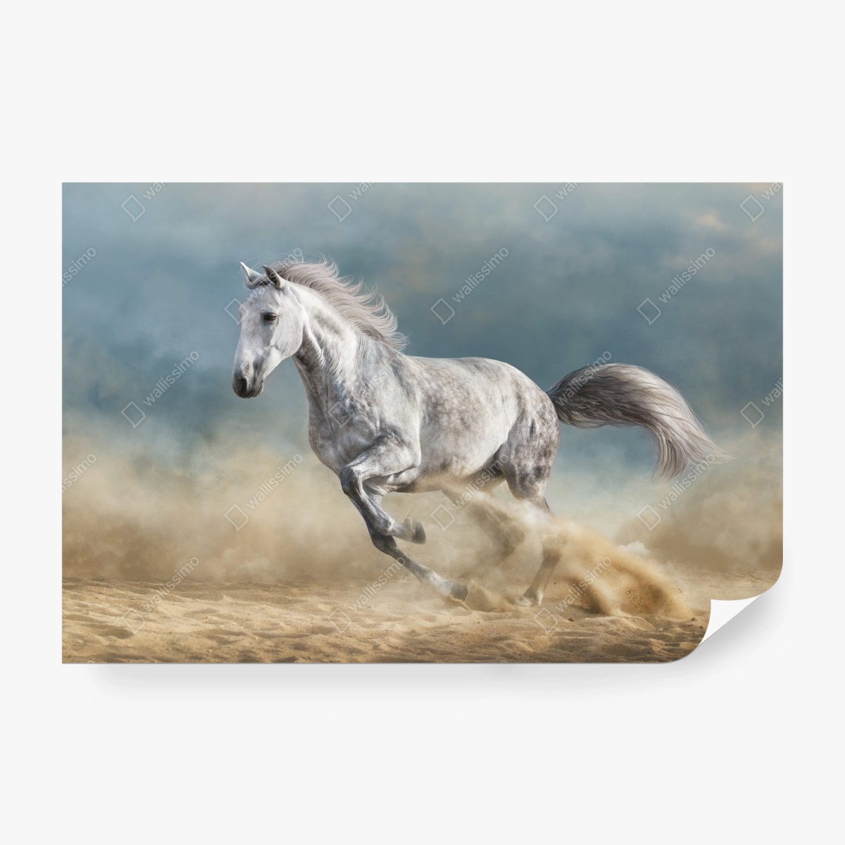 Fotomural elegancia equina en pleno galope – Pixers®