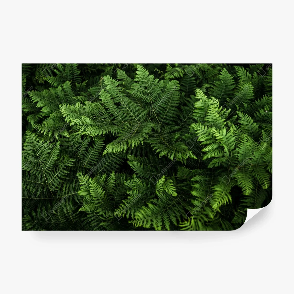 Fotomural manto de helechos verdes – Pixers® Fotomural manto de helechos verdes – Pixers®