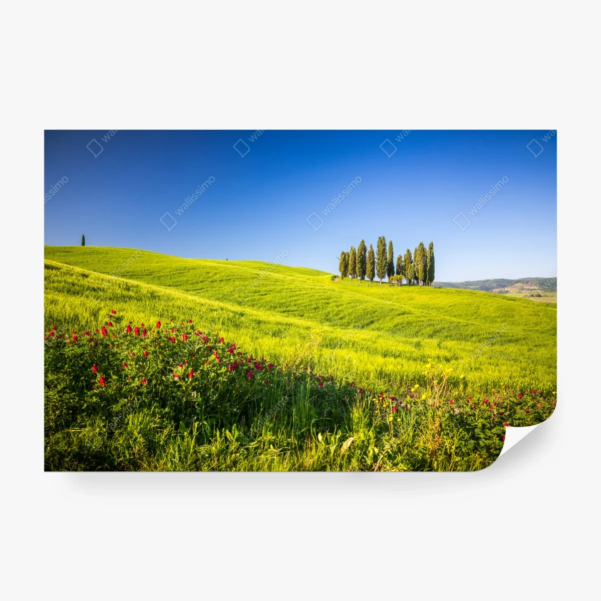 Fotomural colinas verdes y cipreses en el horizonte – Pixers® Fotomural colinas verdes y cipreses en el horizonte – Pixers®