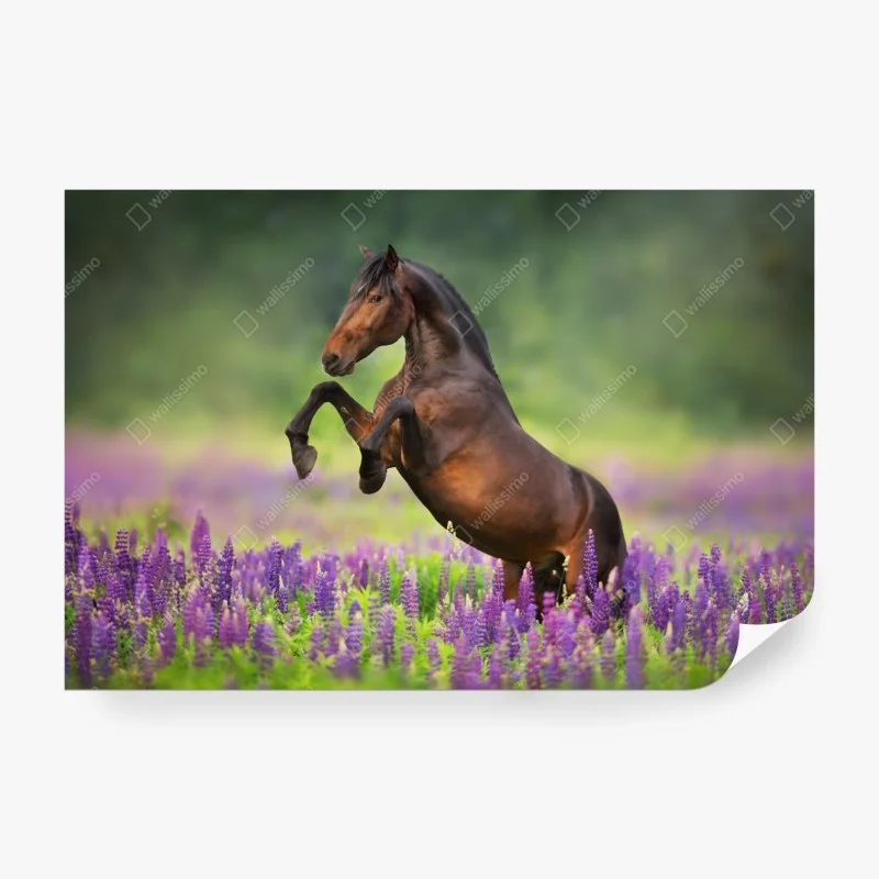 Fotomural semental castaño entre lupinos