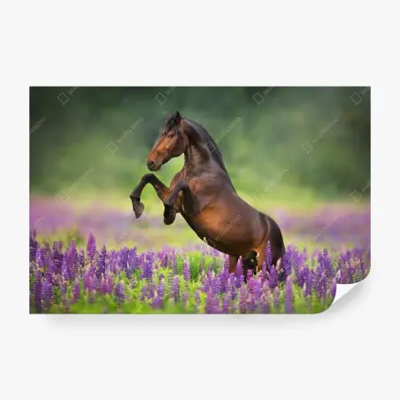 Fotomural semental castaño entre lupinos – Pixers®