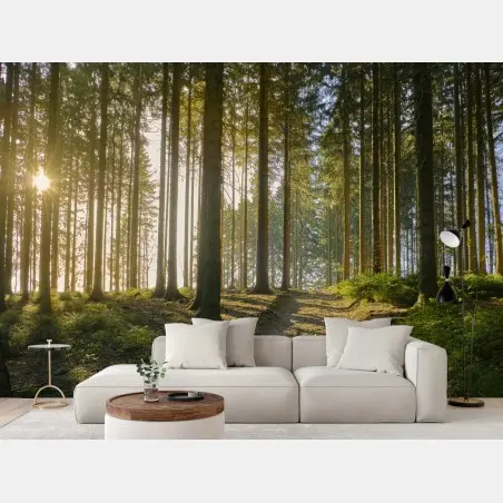 Fotomural bosque iluminado al amanecer – Pixers®