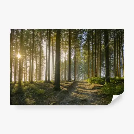 Fotomural bosque iluminado al amanecer – Pixers®