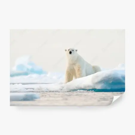 Fotomural oso polar en el hielo de Svalbard – Pixers®