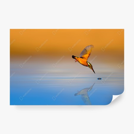 Fotomural martín pescador en pleno buceo – Pixers®