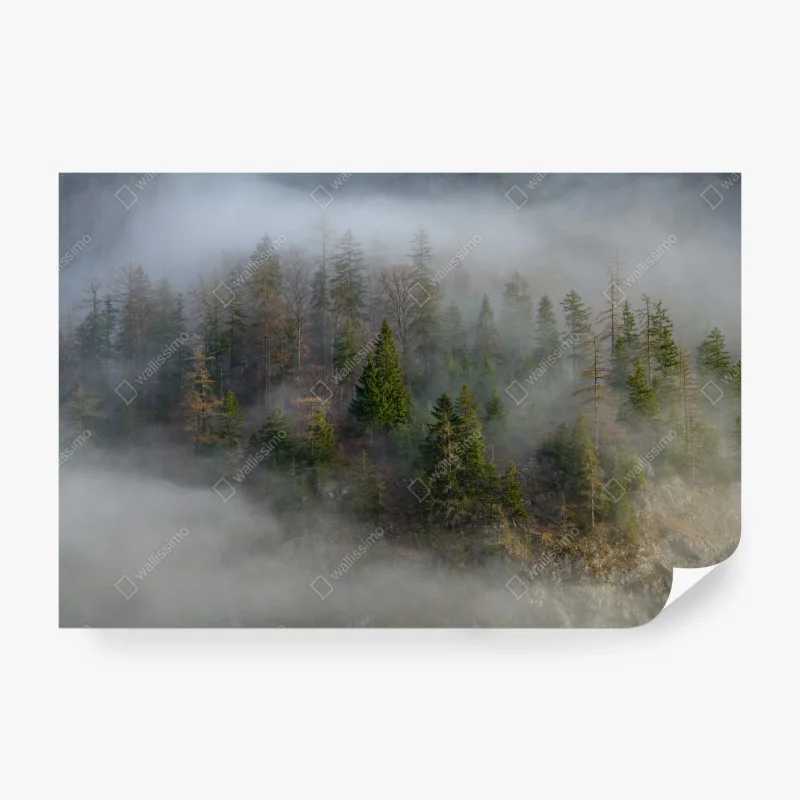Fotomural neblina en el bosque alpino