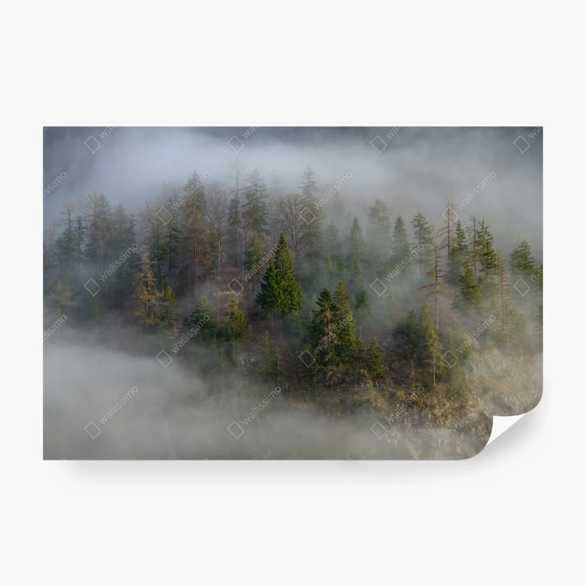 Fotomural neblina en el bosque alpino – Pixers®