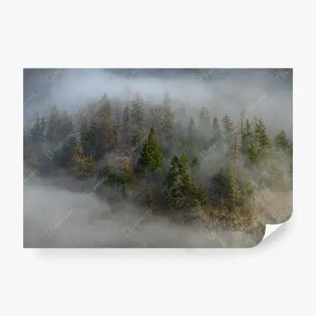 Fotomural neblina en el bosque alpino – Pixers®