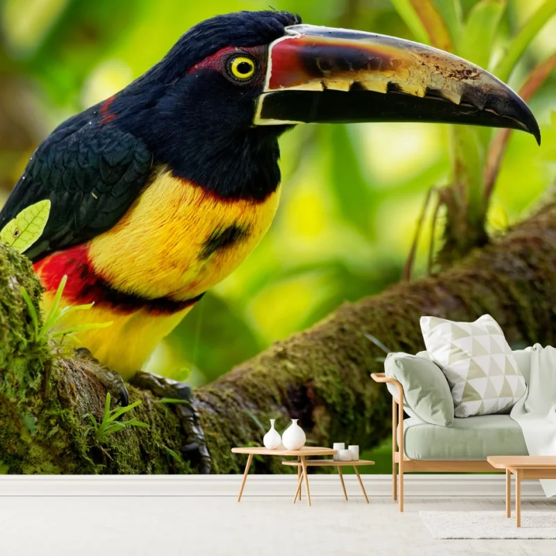Fotomural aracari collarejo en rama