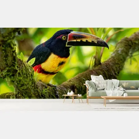 Fotomural aracari collarejo en rama – Pixers®