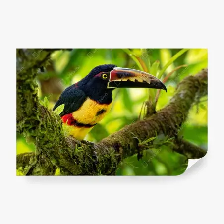 Fotomural aracari collarejo en rama – Pixers®