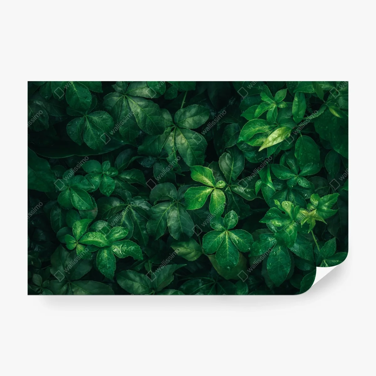Fotomural follaje verde profundo con gotas de lluvia – Pixers® Fotomural follaje verde profundo con gotas de lluvia – Pixers®