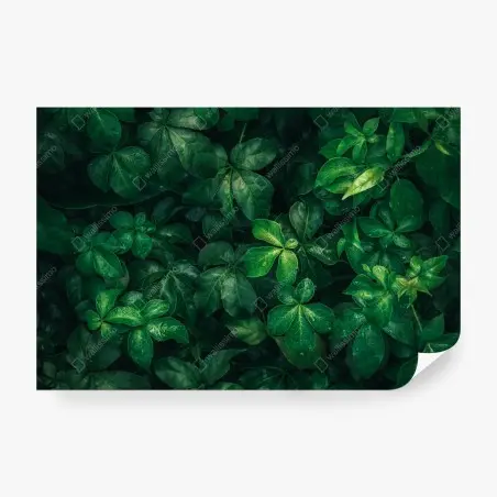 Fotomural follaje verde profundo con gotas de lluvia – Pixers®