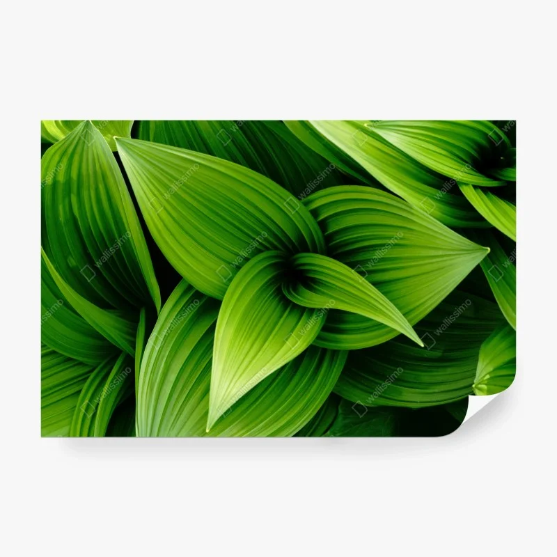 Fotomural follaje verde en capas