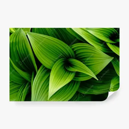 Fotomural follaje verde en capas – Pixers®