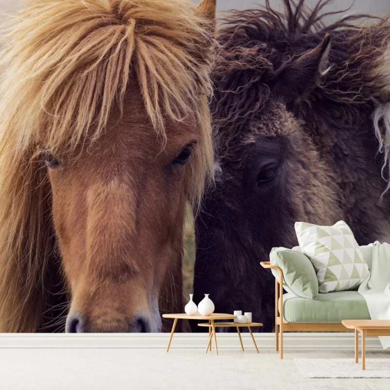 Fotomural mirada cercana: caballos en la niebla de Islas Feroe