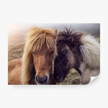 Fotomural mirada cercana: caballos en la niebla de Islas Feroe – Pixers®