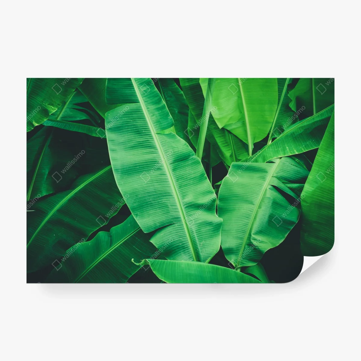 Fotomural hojas de plátano tropicales en verde intenso – Pixers® Fotomural hojas de plátano tropicales en verde intenso – Pixers®
