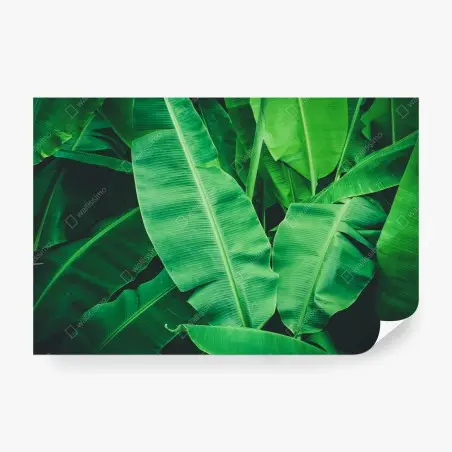 Fotomural hojas de plátano tropicales en verde intenso – Pixers®