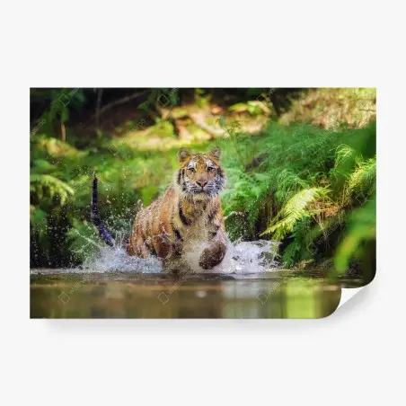 Fotomural tigre en movimiento entre agua y bosque – Pixers®
