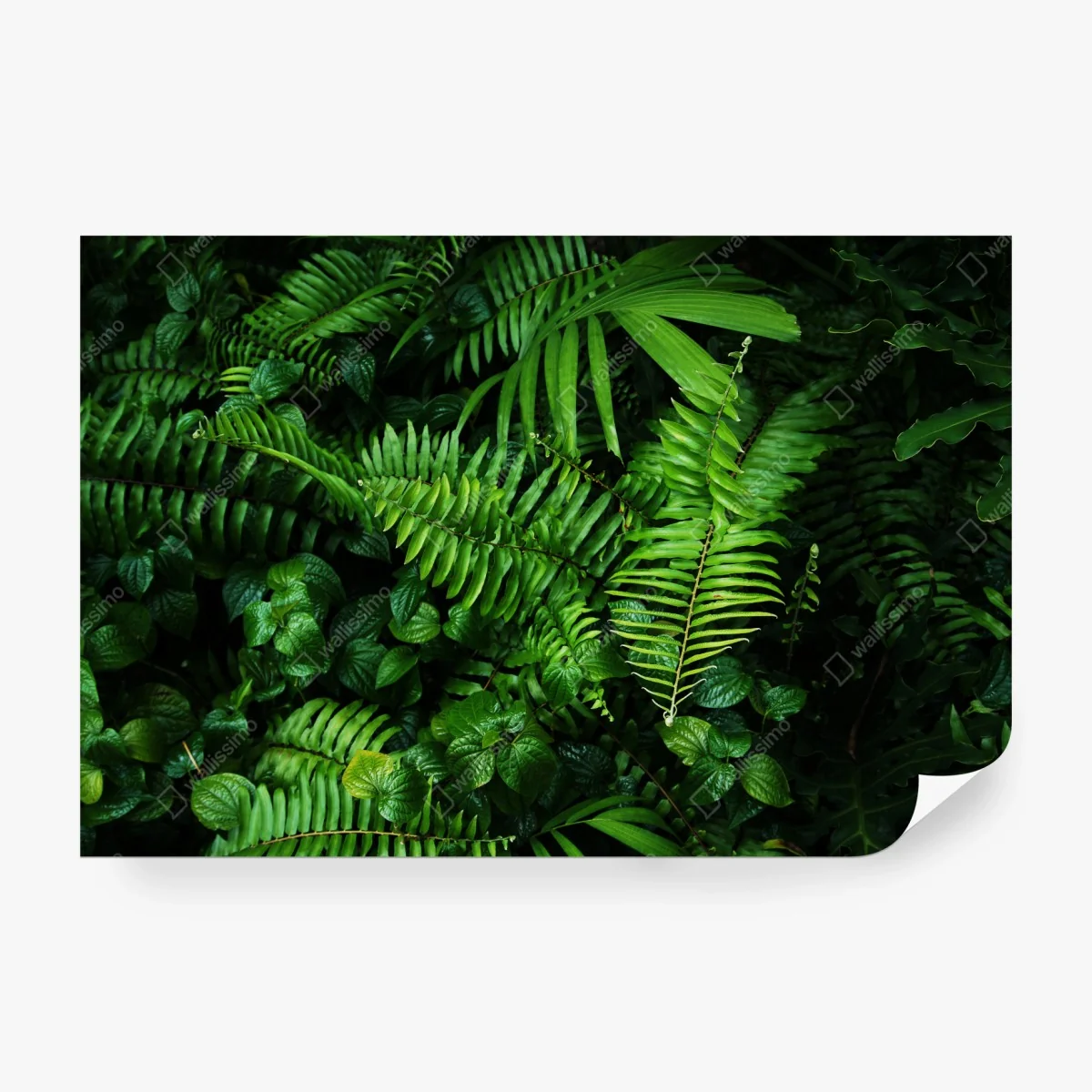 Fotomural mural de hojas tropicales y helechos – Pixers® Fotomural mural de hojas tropicales y helechos – Pixers®