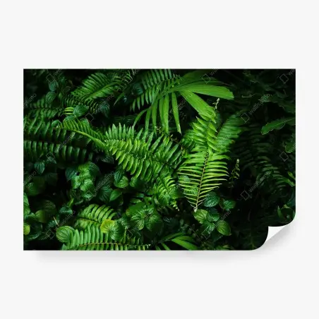 Fotomural mural de hojas tropicales y helechos – Pixers®