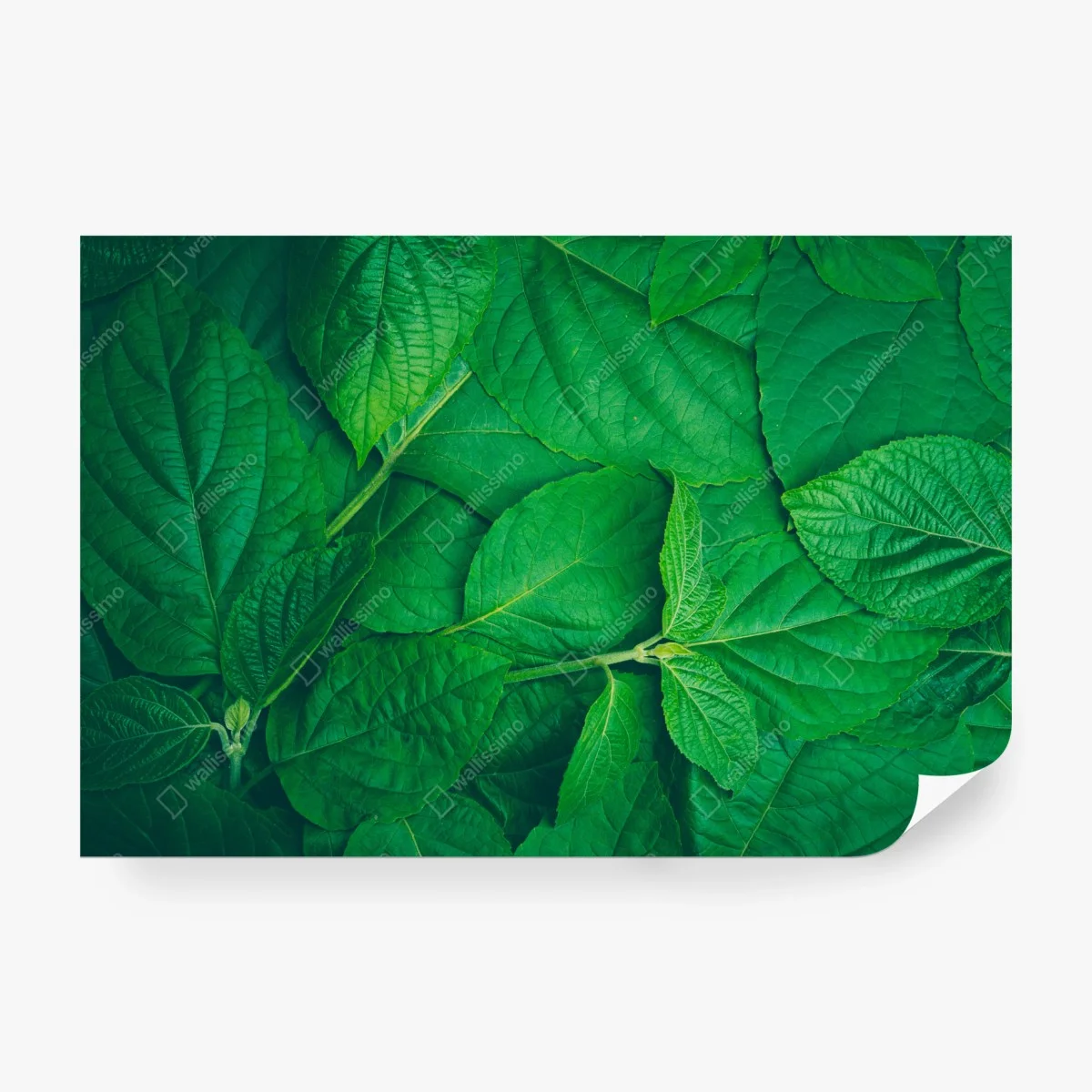 Fotomural textura de hojas verdes – Pixers® Fotomural textura de hojas verdes – Pixers®