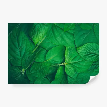 Fotomural textura de hojas verdes – Pixers®