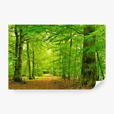 Fotomural sendero sereno en el bosque verde – Pixers®
