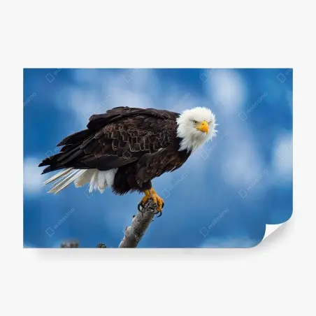 Fotomural águila calva majestuosa posada sobre rama – Pixers®