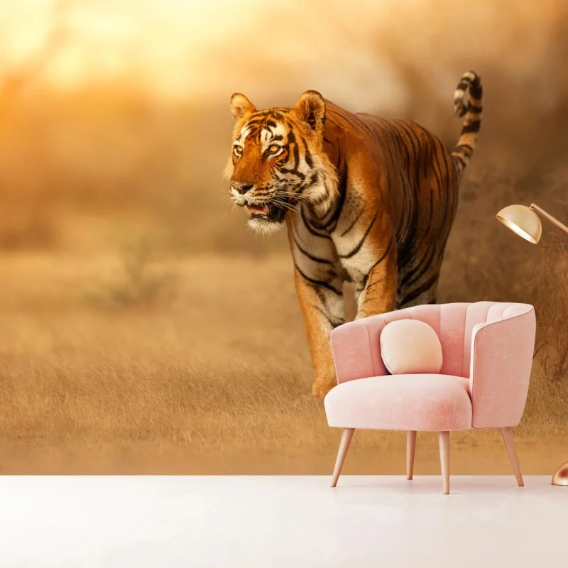Fotomural tigre en la luz dorada del atardecer