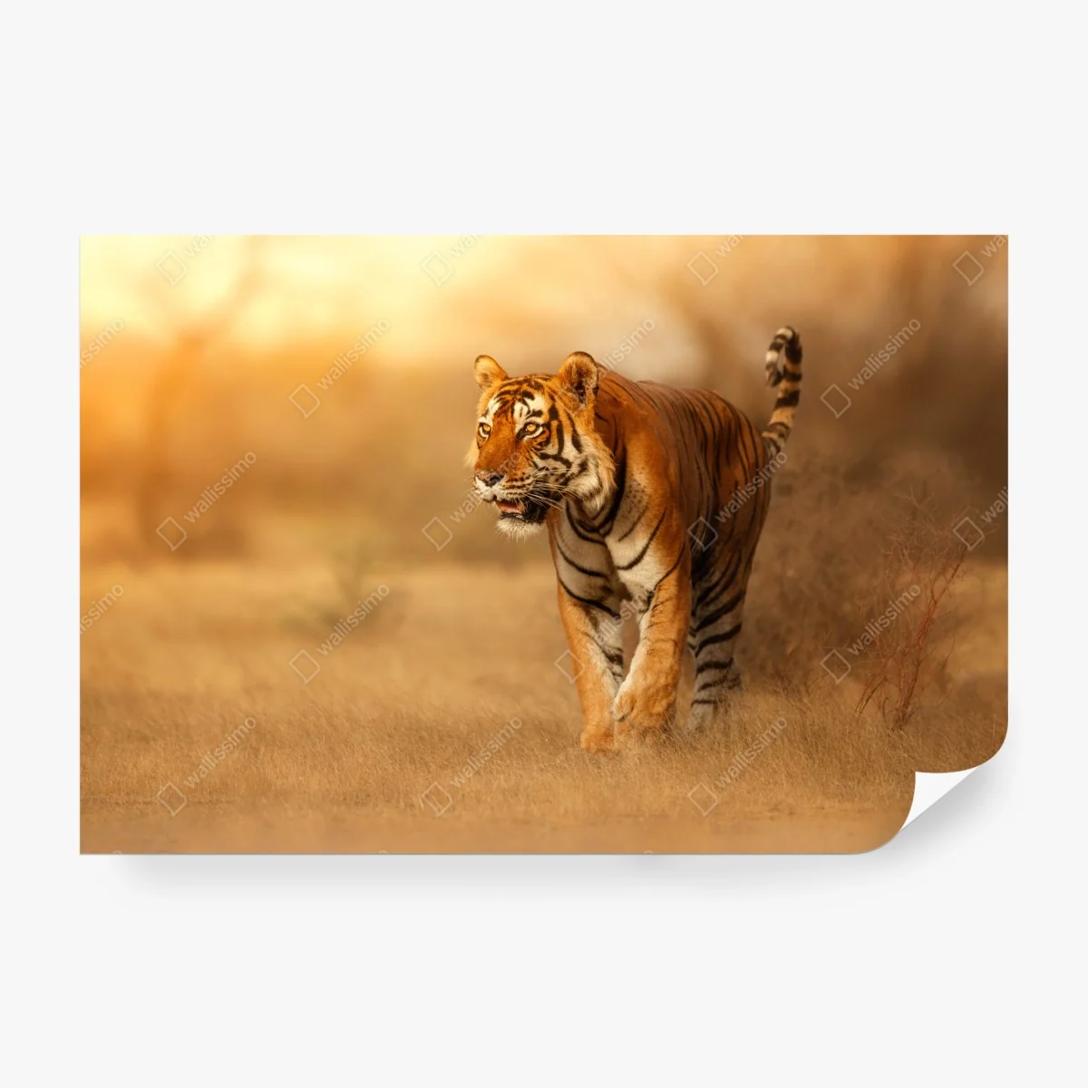 Fotomural tigre en la luz dorada del atardecer – Pixers®