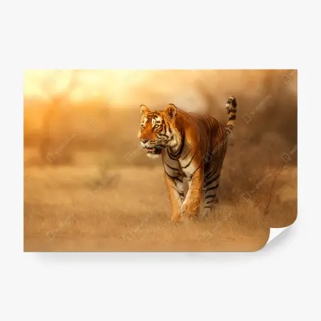 Fotomural tigre en la luz dorada del atardecer – Pixers®
